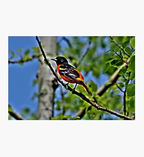 Baltimore Oriole Photographic Print