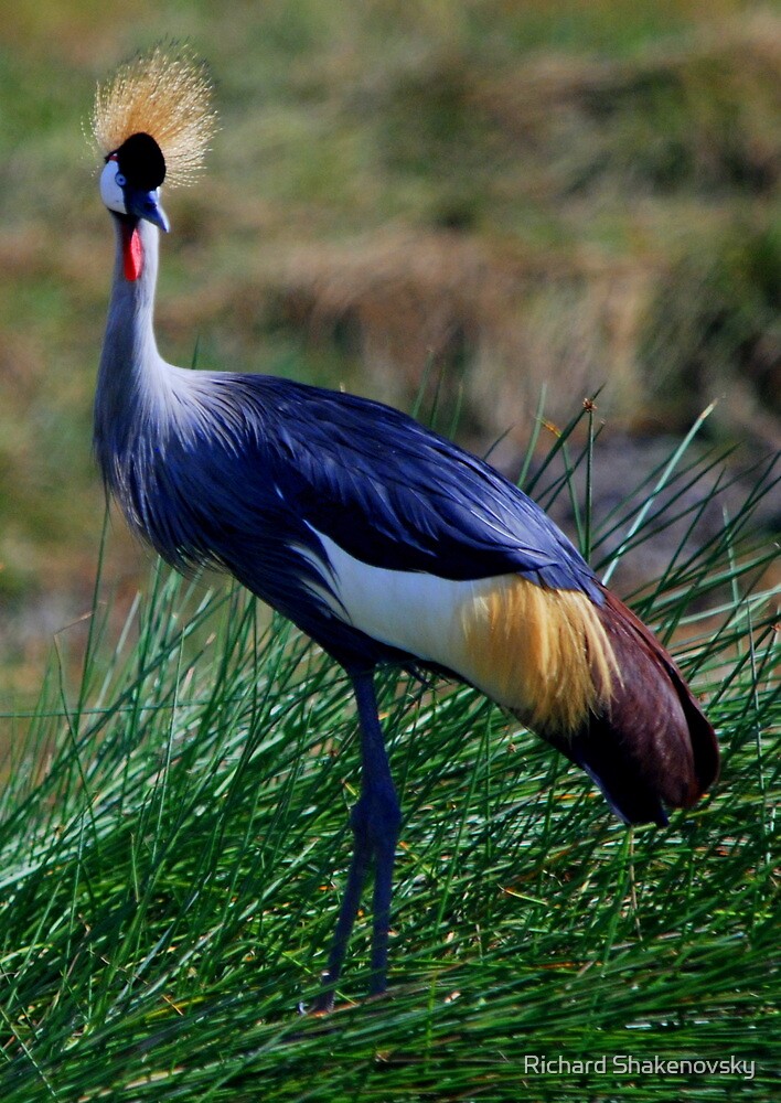 Uganda national bird