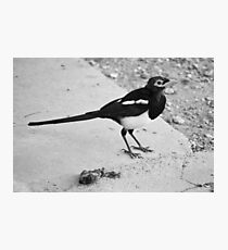 Meat Eater Photographic Print