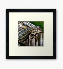 Texture of Nature; Color of Scales Framed Print