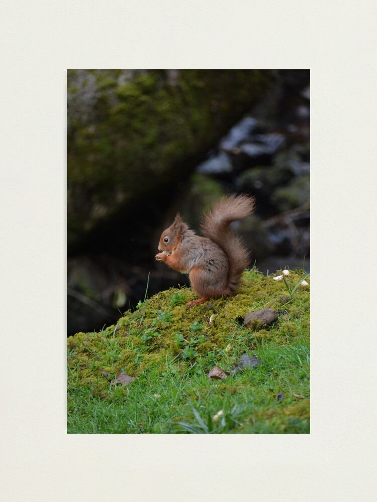 Alternate view of Red Squirrel Photographic Print