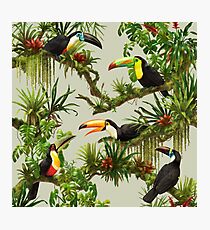 Toucans and bromeliads - canvas background Photographic Print