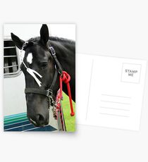 Adorned Percheron Mare Postcards
