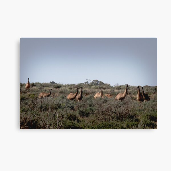 Oombada Litchi-da da da Canvas Print