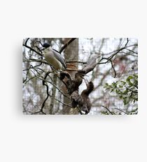 Squabble Canvas Print