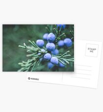 Blue Juniper Berries Macro Photography Postcards