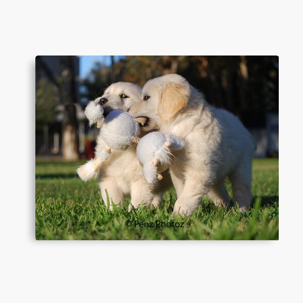 Baby Golden Retrievers at Play Canvas Print