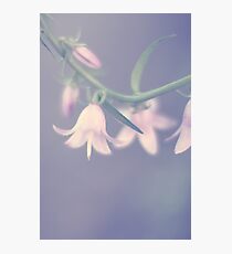 Pastels Photographic Print