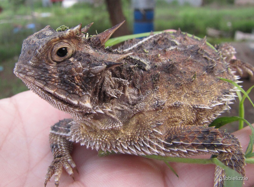 texas-horned-toad-lizard-by-gabbielizzie-redbubble
