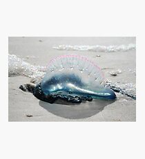 Man-0-War Photographic Print
