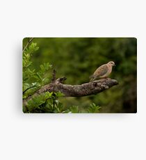 Laughing dove Canvas Print