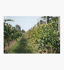 Waiting for the grapes to grow Photographic Print