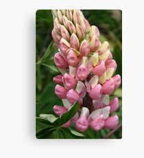 Lupin Canvas Print