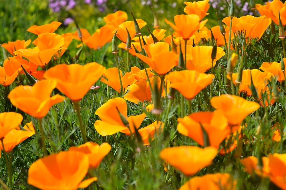 Superbloom description