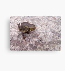 amphibian Metal Print