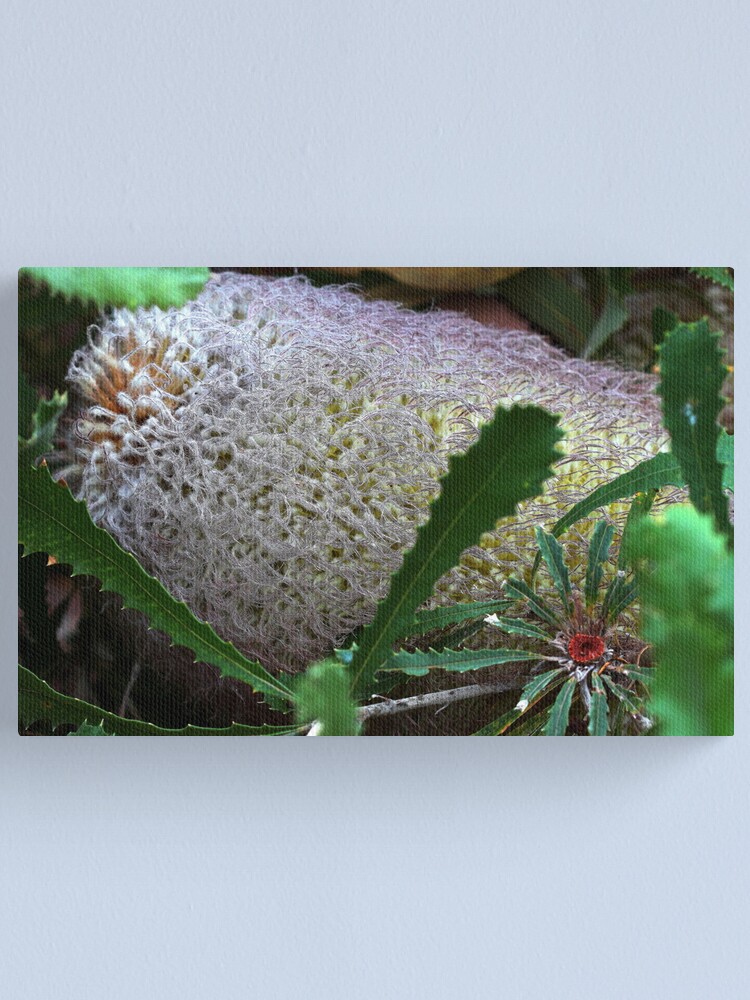 Alternate view of Banksia baueri Canvas Print