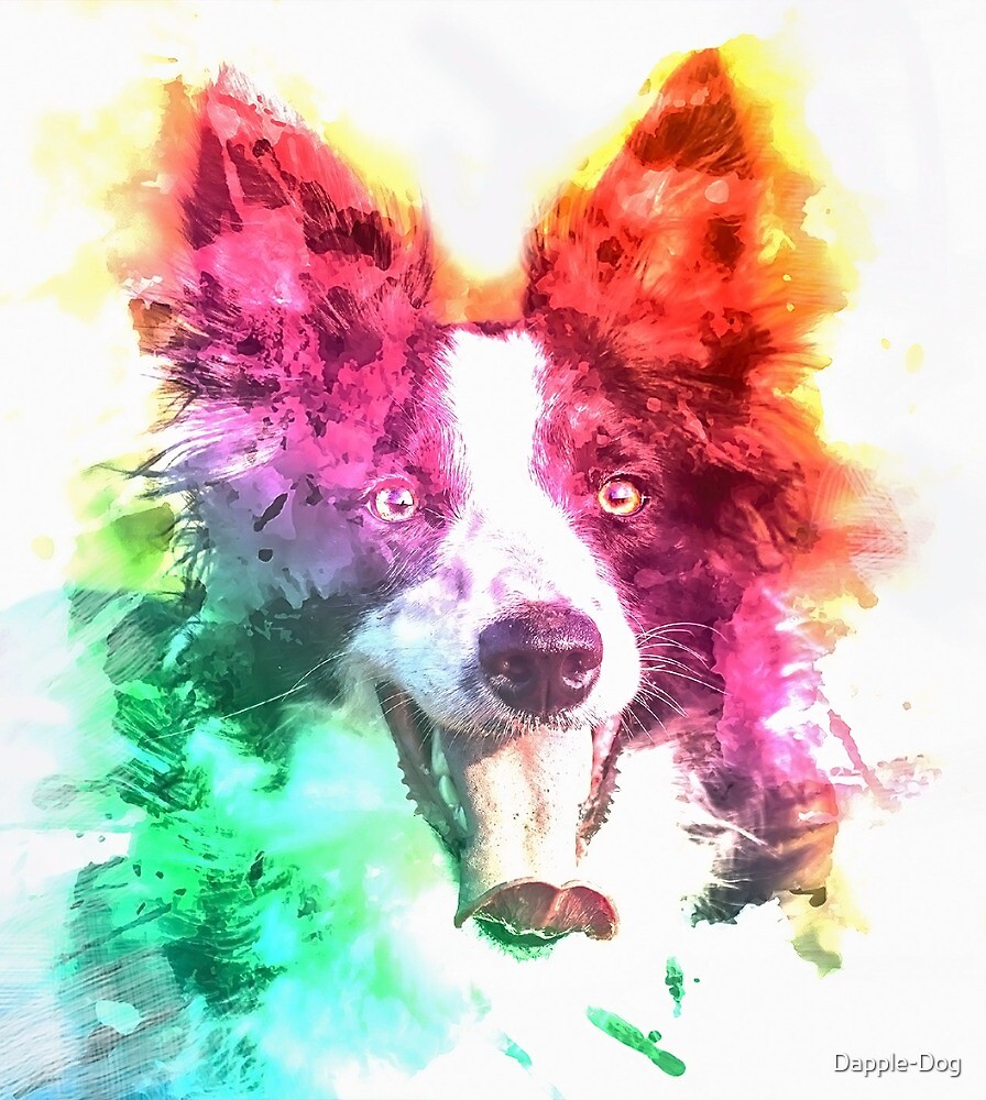 dapple border collie