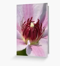 Clematis In Macro Greeting Card