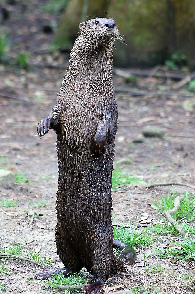 ravensden otter