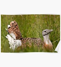 Great Bustard Poster