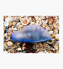 Man-o-War Photographic Print