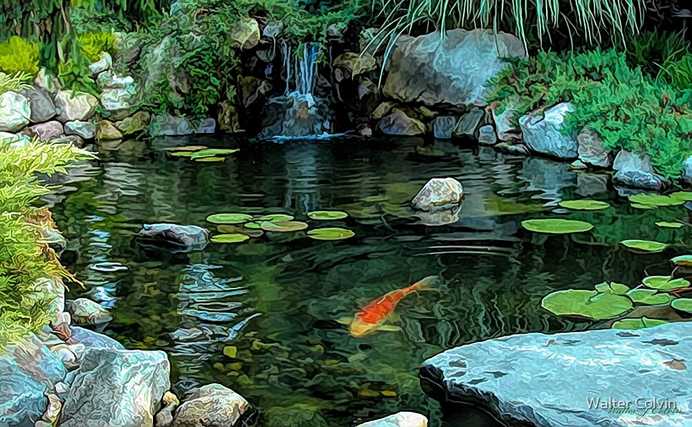  Koi  Pond  by Walter Colvin Redbubble