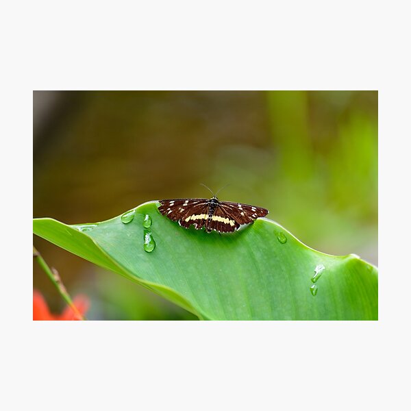 Butterfly Resting Photographic Print