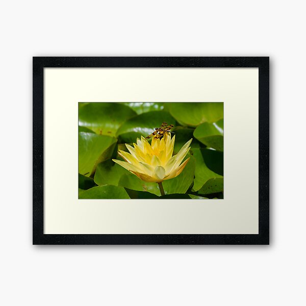 Graphic Flutterer Dragonfly Framed Art Print