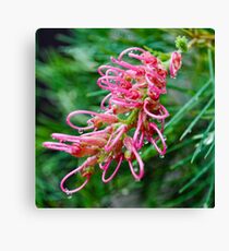 pink grevillea Canvas Print
