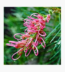 pink grevillea Photographic Print