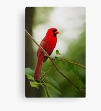 Summer Red Canvas Print