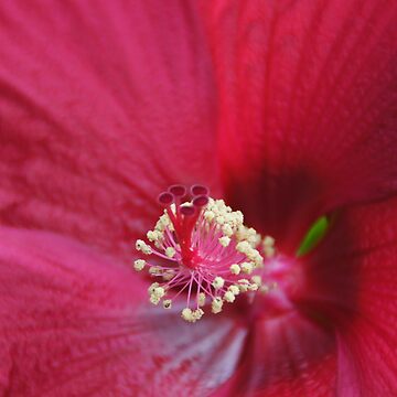 A big red pistil Tote Bag