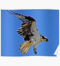 Screaming Osprey Coming In Poster