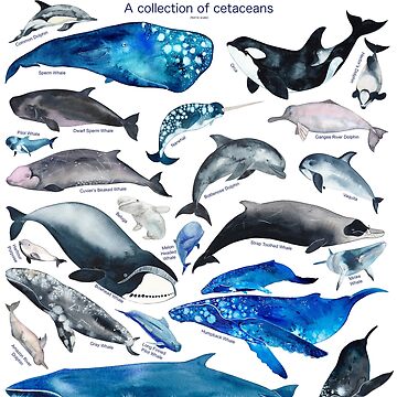 Artwork thumbnail, World of Whales by michellefleurk