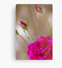 Rose & Buds Metal Print