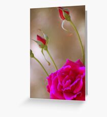 Rose & Buds Greeting Card