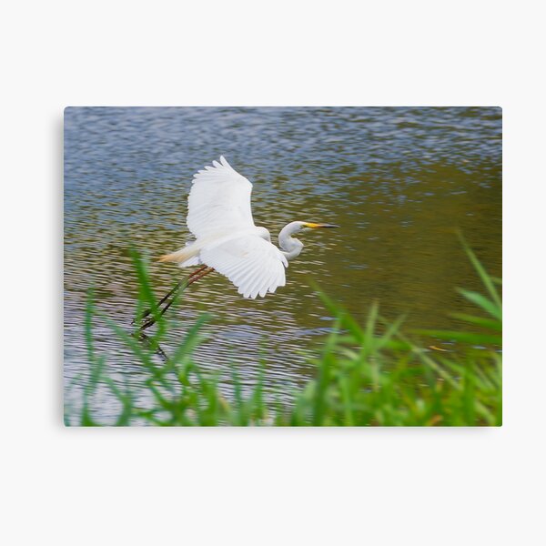 Great Eastern Egret Skimming Canvas Print
