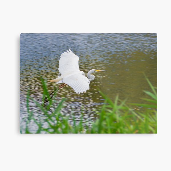 Great Eastern Egret Skimming Metal Print