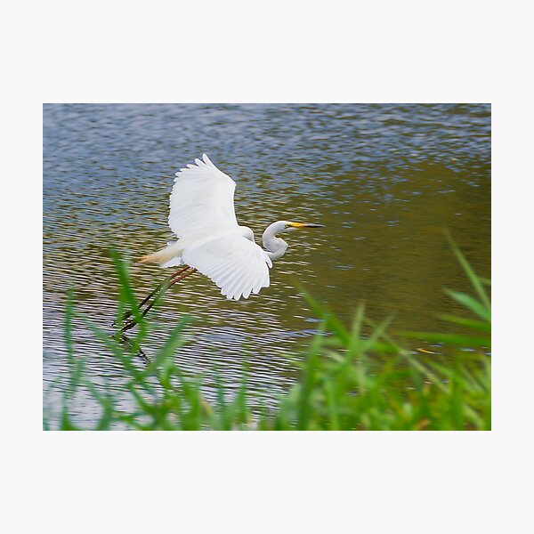 Great Eastern Egret Skimming Photographic Print