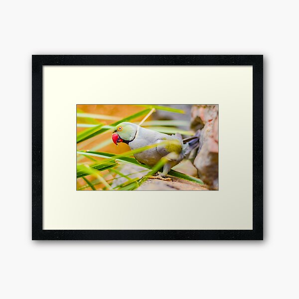 Indian Ringneck Parakeet Framed Art Print