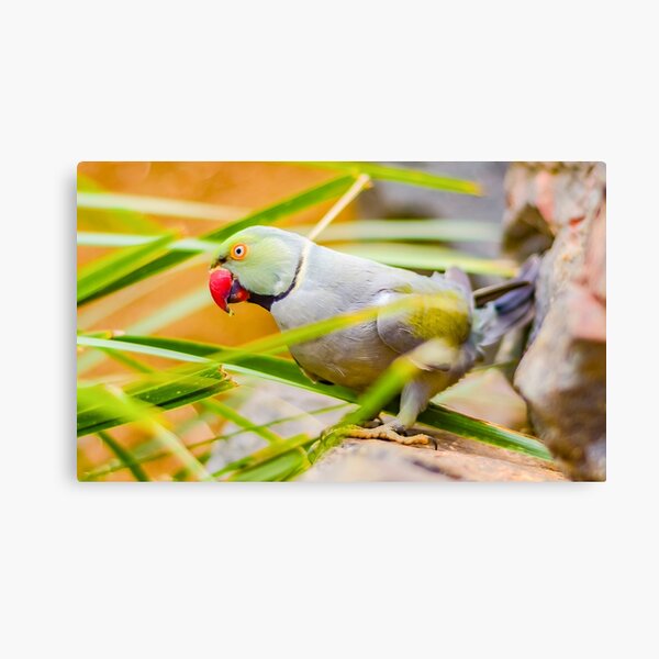 Indian Ringneck Parakeet Canvas Print
