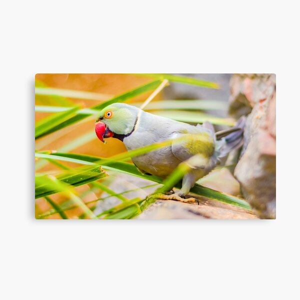 Indian Ringneck Parakeet Metal Print