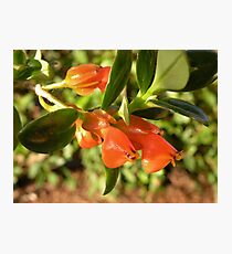 Goldfish Plant Photographic Print