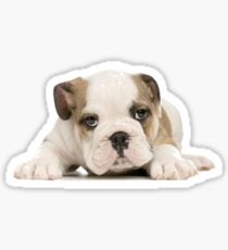 Bulldog Sticker