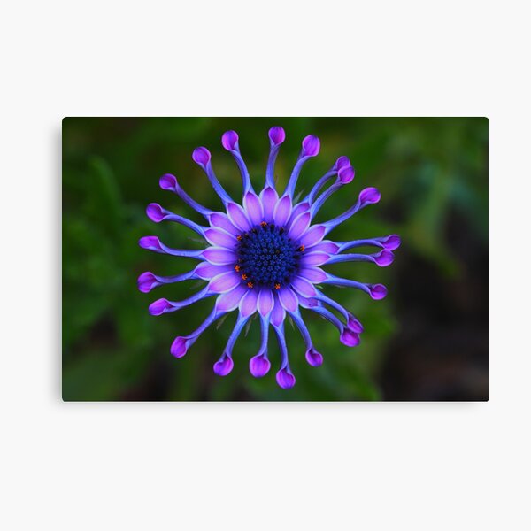 Osteospermum Whirligig Canvas Print