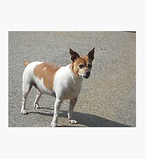 Rat Terrier Photographic Print