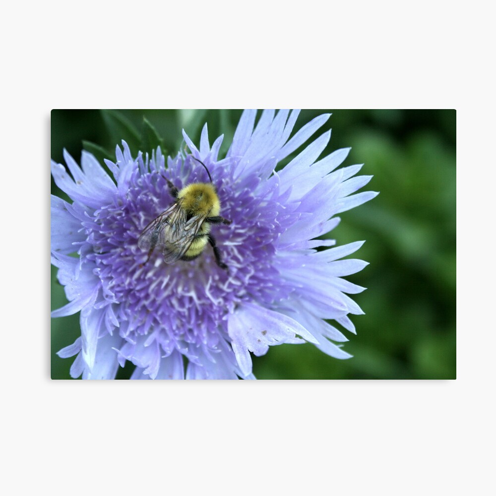 Pretty in Purple Canvas Print