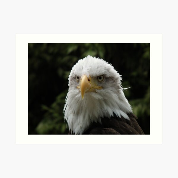 Eagle Portrait 2 Art Print