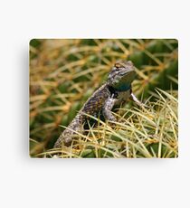 Clark's spiny lizard on a golden barrel cactus Canvas Print