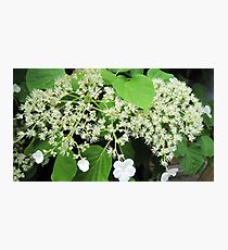 White flowers Photographic Print
